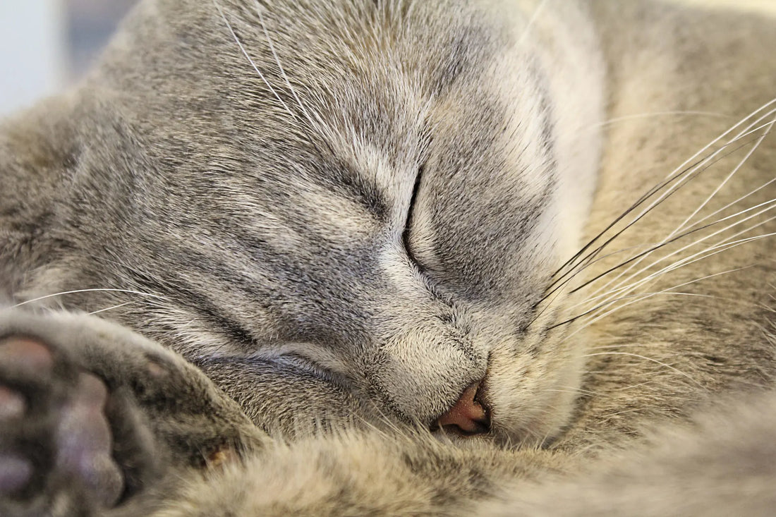 Gatto che dorme