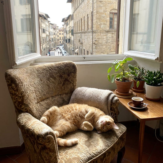 5 segnali che il tuo gatto si sente al sicuro in casa