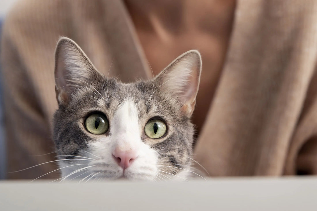 Gatto che è stressato e si spaventa dei cambiamenti in casa