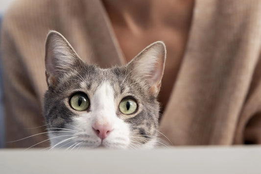 Gatto che è stressato e si spaventa dei cambiamenti in casa