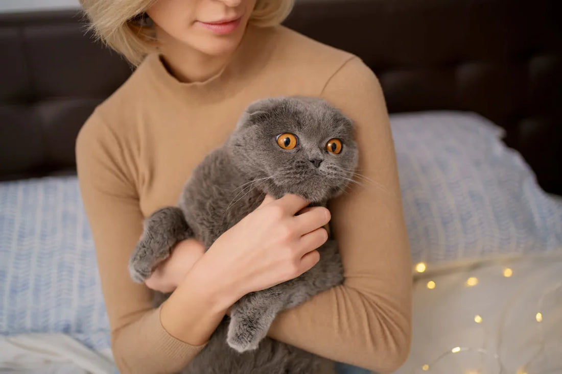 🐱 Come capire se il tuo gatto ti vuole bene (sul serio)