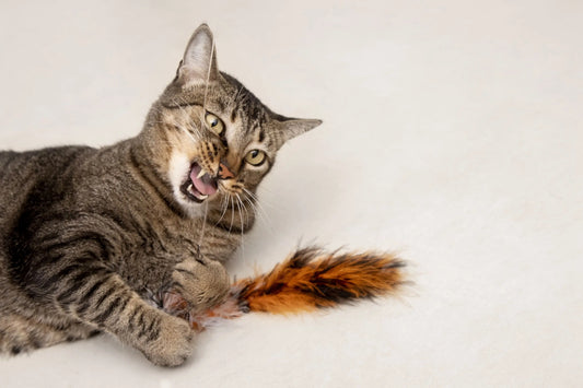Gatto iperattivo che gioca