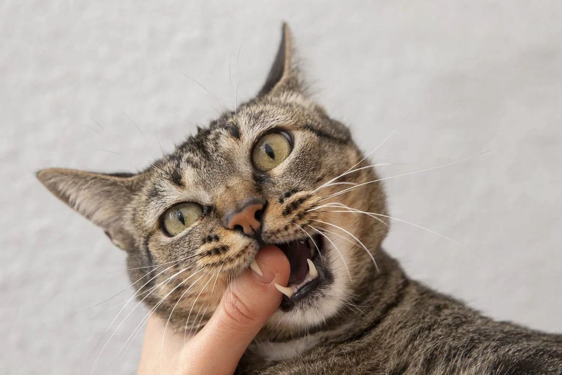 Gatto agitato in casa