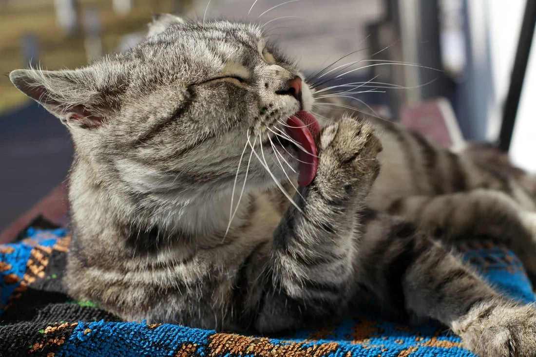 Gatto che si lecca e pulisce