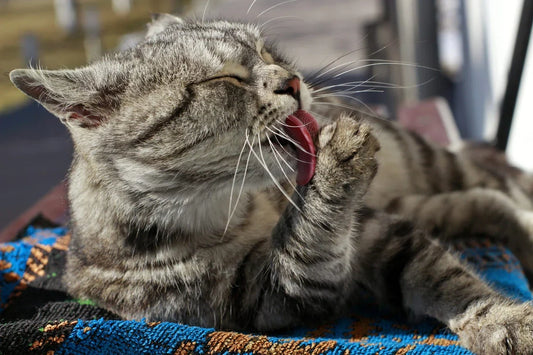 Gatto che si lecca e pulisce