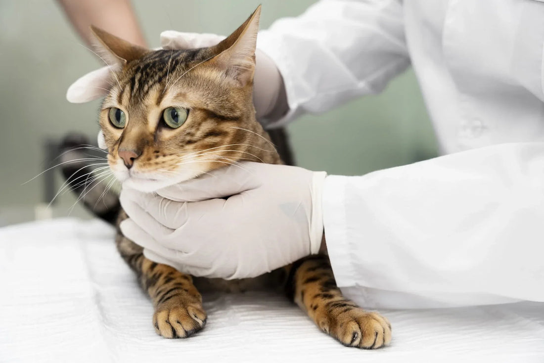 Gatto sterilizzato: cosa cambia nel comportamento?