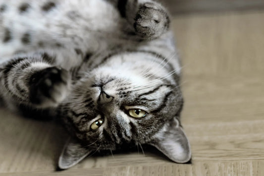 Gatto sdraiato che fa le fusa