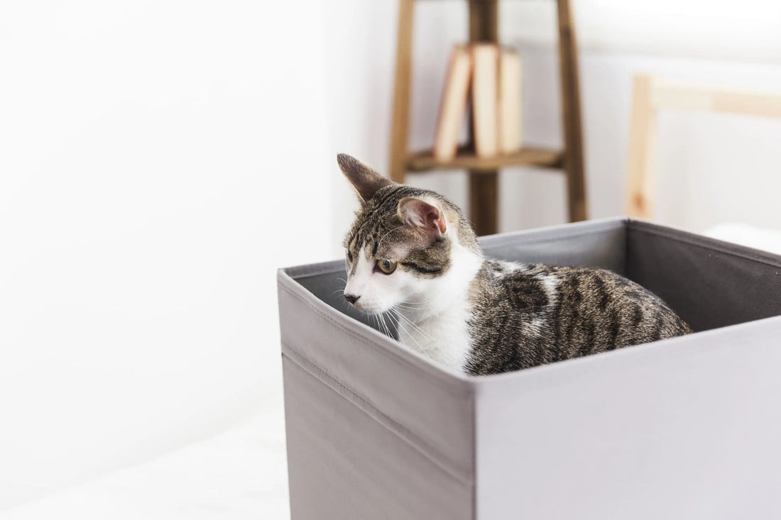 Gatto nascosto