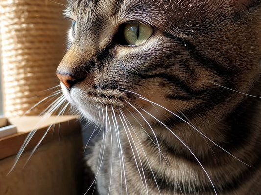 Primo piano del muso di un gatto con vibrisse lunghe e ben visibili in controluce