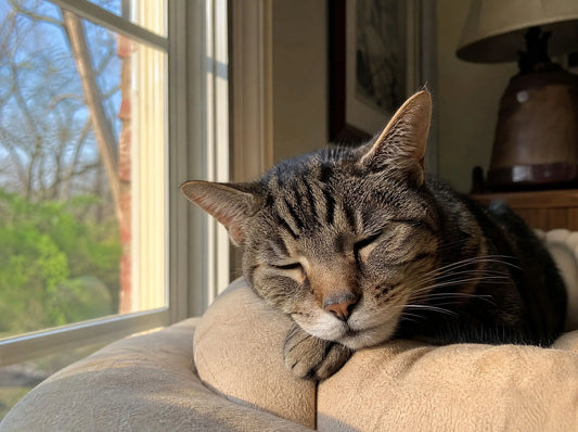 Gatto anziano dal pelo grigio che riposa comodamente su una cuccia morbida in casa