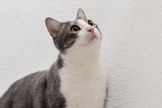 Gatto sereno con sguardo rilassato, segnale chiaro di felicità e benessere felino