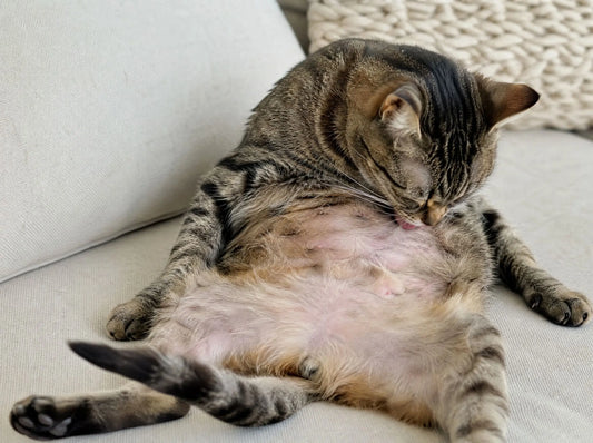 Gatto che si lecca eccessivamente il fianco con area di pelo rado visibile