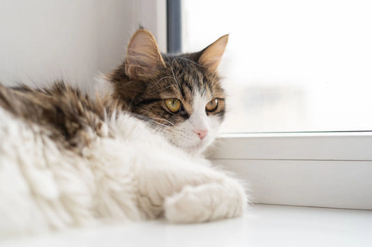 Gatto rilassato che guarda fuori dalla finestra, simbolo di calma e benessere grazie a un ambiente tranquillo