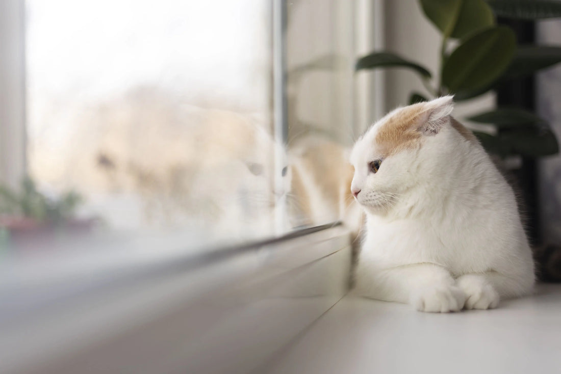 Lasciare il gatto a casa per le vacanze: la guida pratica (e perché soffre più di quanto pensi)
