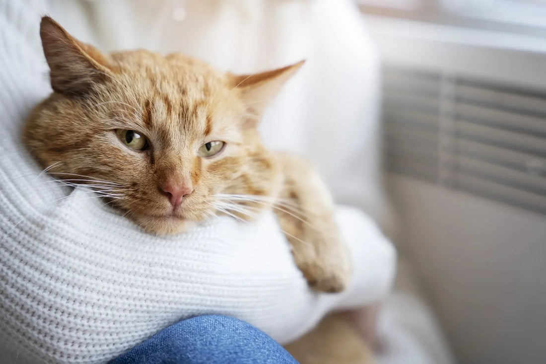 🐾 Perché il mio gatto fa pipì fuori dalla lettiera? Cause e rimedi naturali